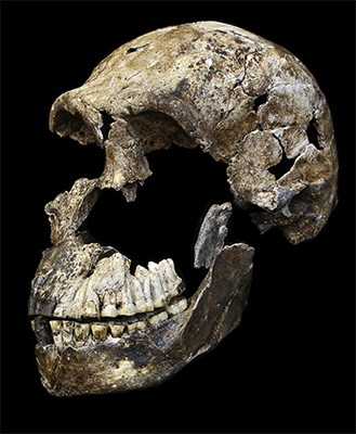 Homo naledi