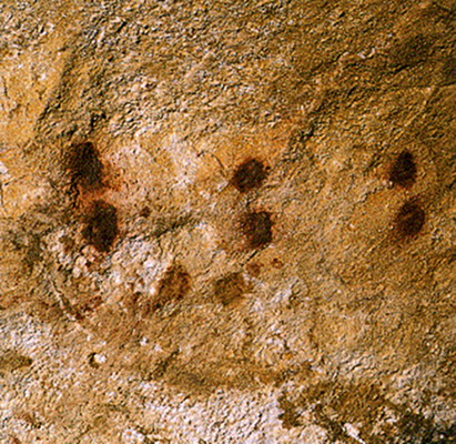 chamber of felines, Lascaux