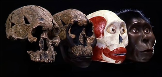 rudolfensis