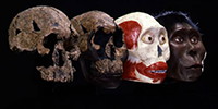 Homo rudolfensis<