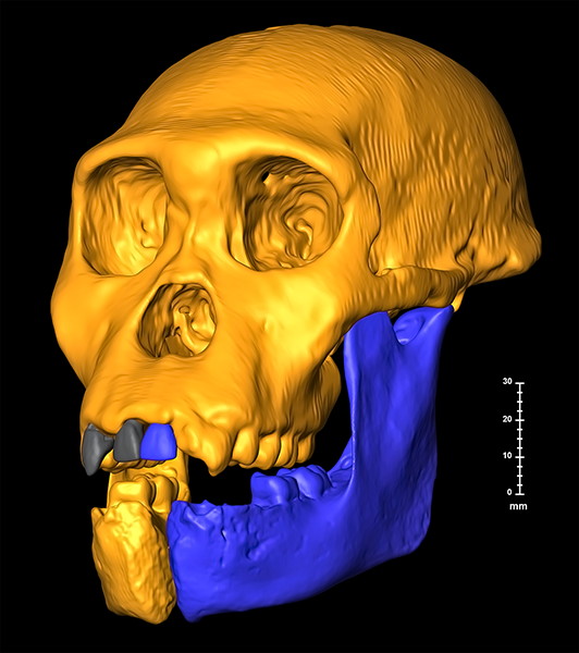 Australopithecus sediba reconstruction