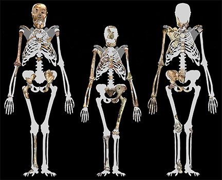 Australopithecus sediba  