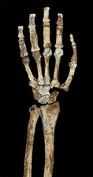Australopithecus sediba  