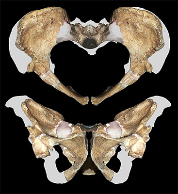 Australopithecus sediba  