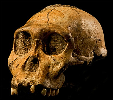 Australopithecus sediba