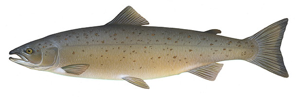 atlanticsalmon