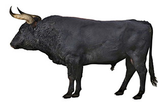 aurochs