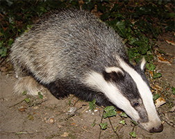 badger