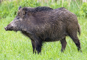 Boar