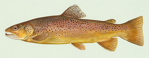 browntrout