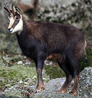 chamois