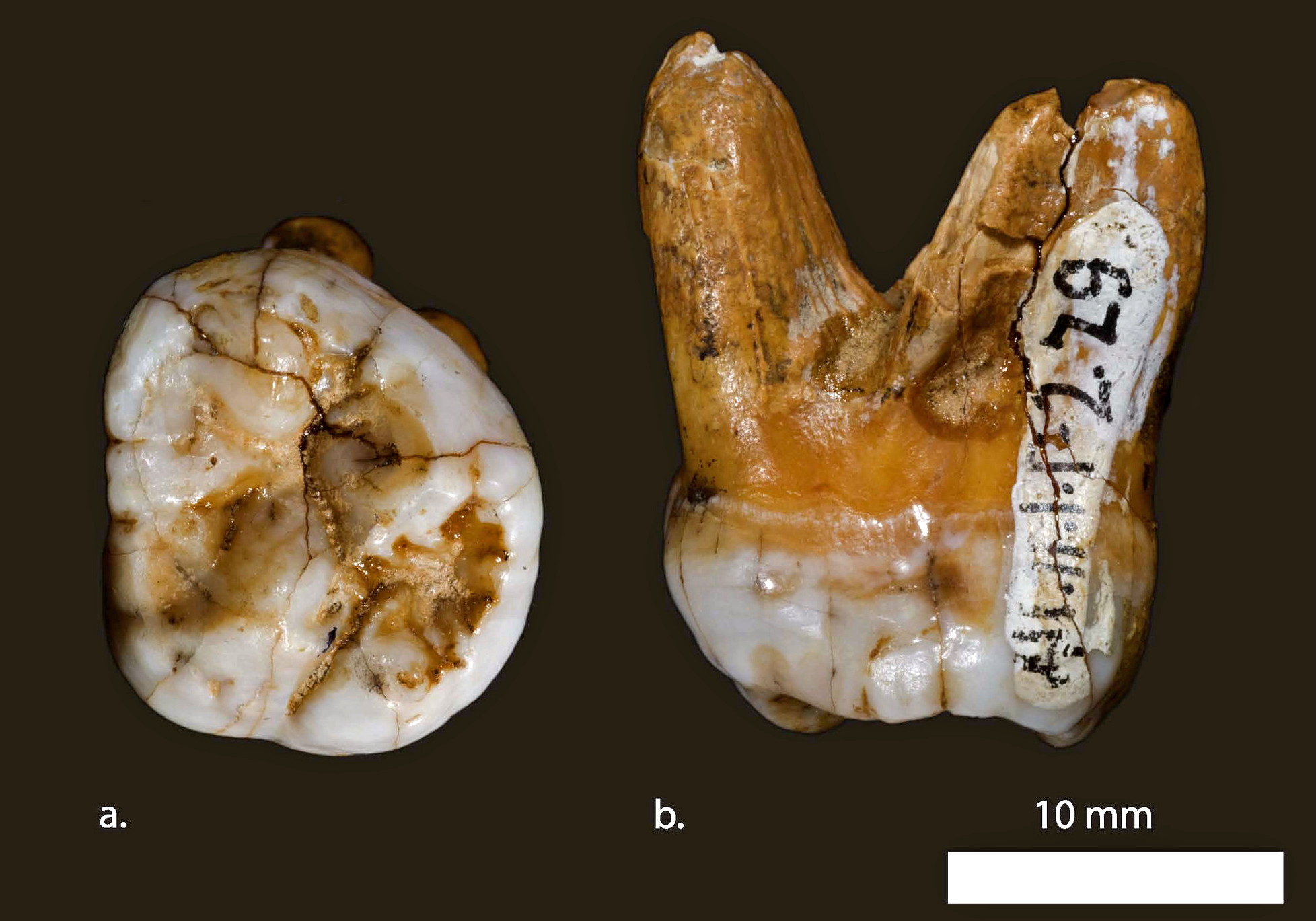 Denisova Cave - First Evidence of the Denisovan People