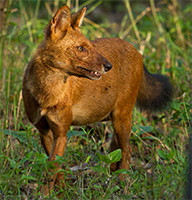 dhole