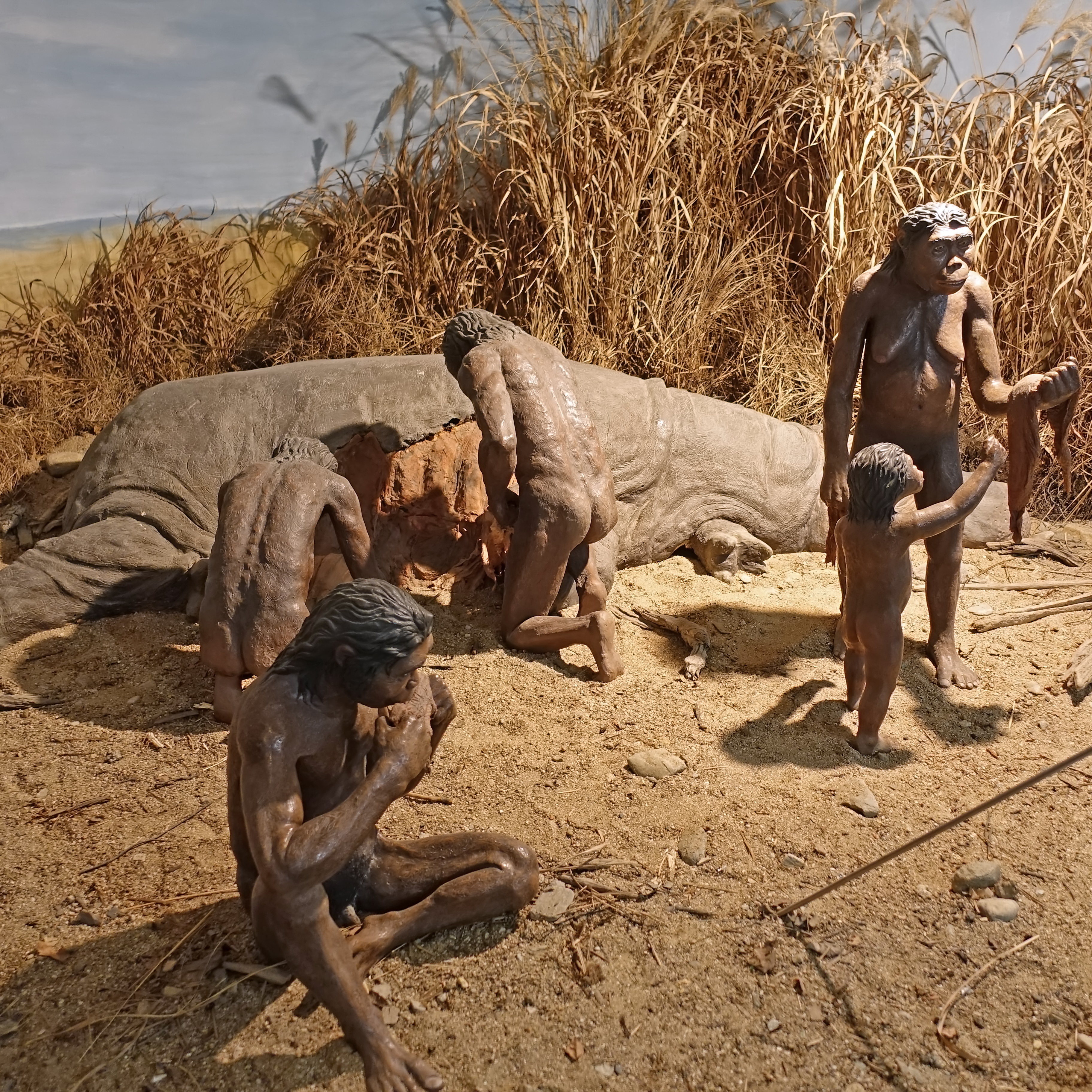 Homo habilis—A Premature Discovery: Remembered by One of Its