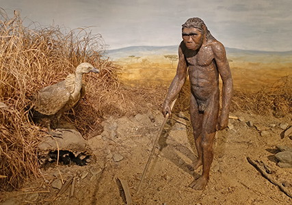 Lucy - Australopithecus afarensis