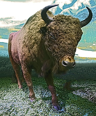 dsc04062bisonsm