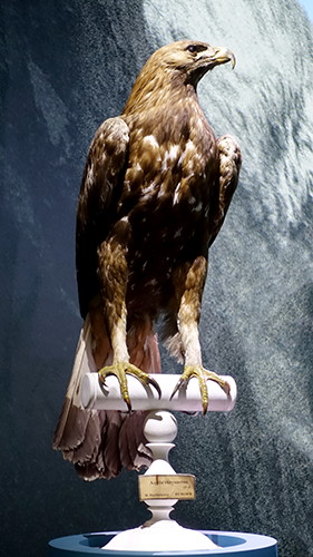 Eagle