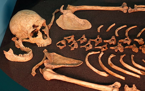 Ferrasssie skeleton 