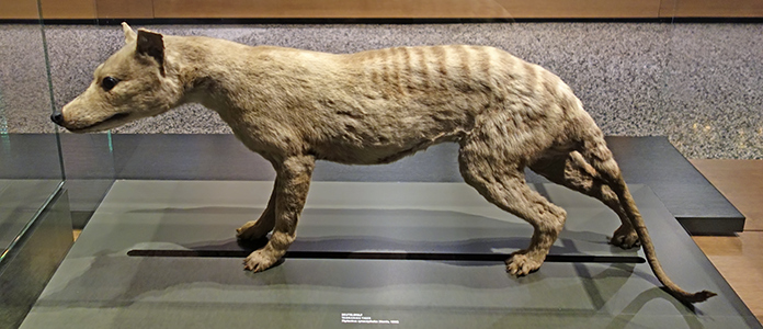 Thylacine