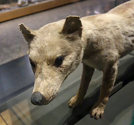 Thylacine