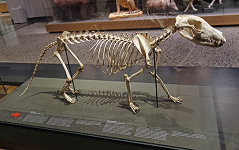 Thylacine