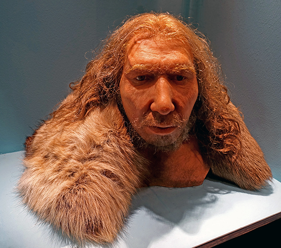   neanderthal