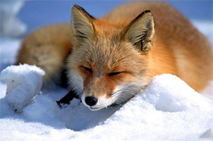 fox