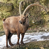 Ibex