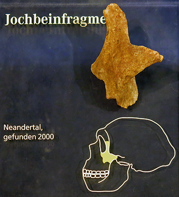 neandertal