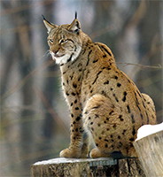 lynx