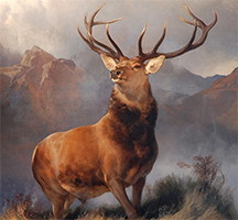 red deer