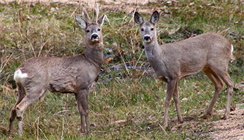 red deer