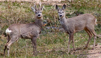 red deer