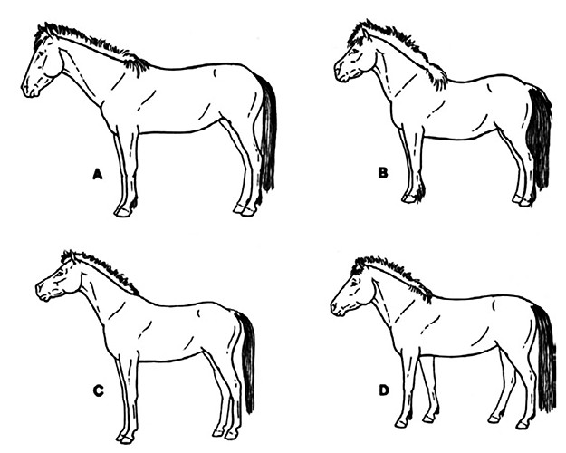 horse types