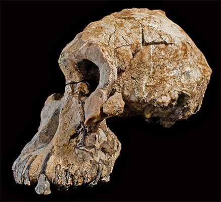 Australopithecus anamensis