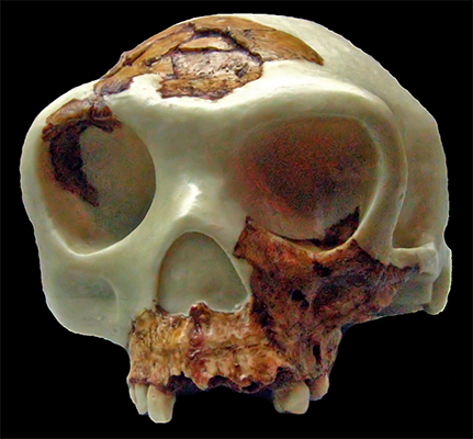antecessor model skull 