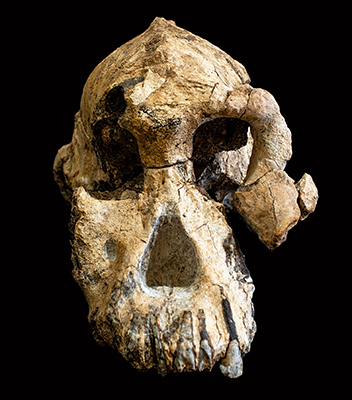 Australopithecus anamensis