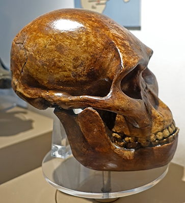 Australopithecus africanus