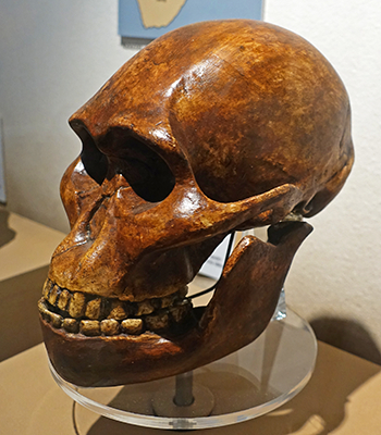 Australopithecus africanus