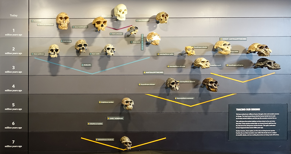 hominin tree