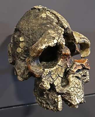 ardipithecus_ramidus