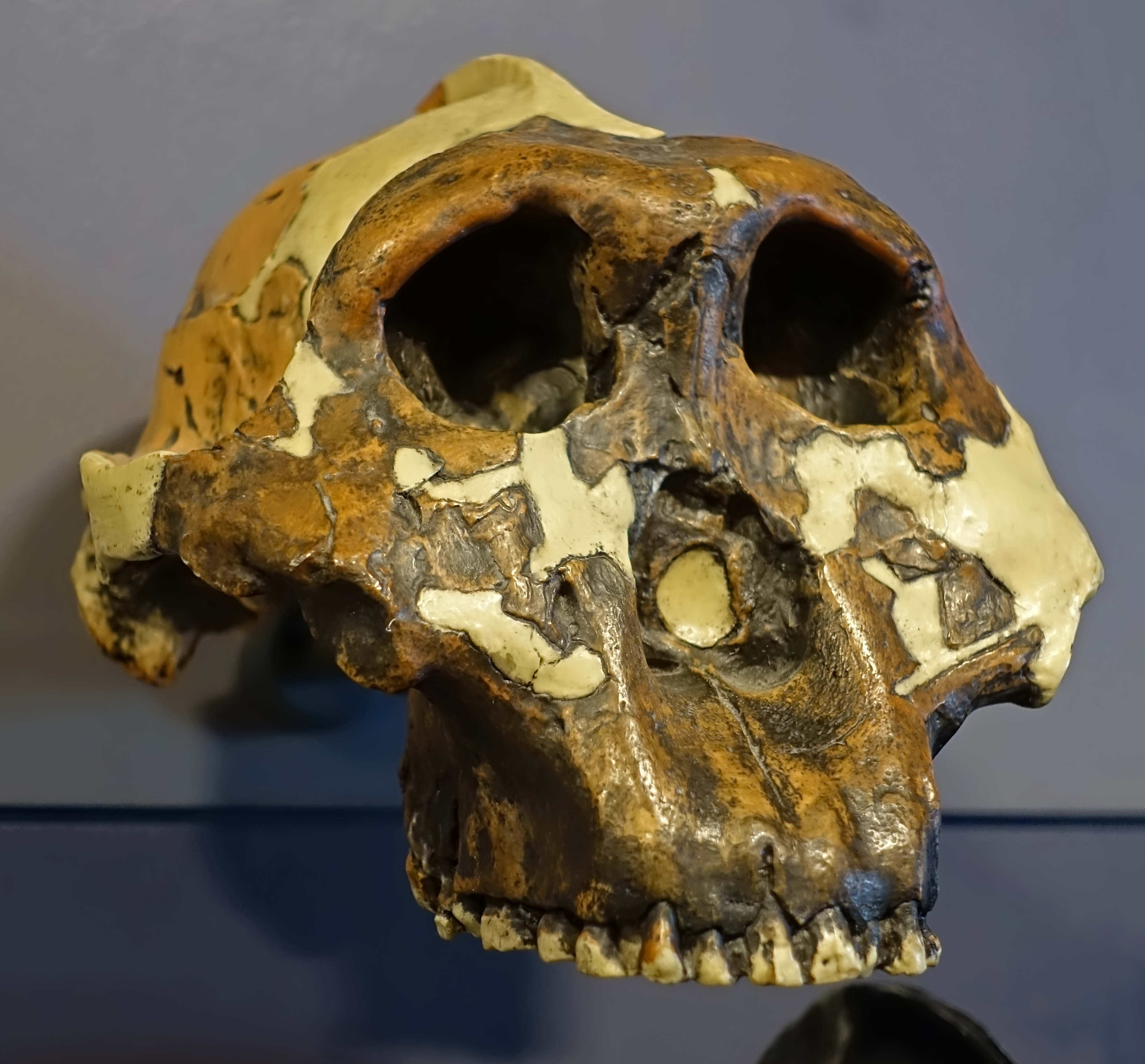 Paranthropus boisei - Nutcracker man