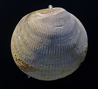 shell