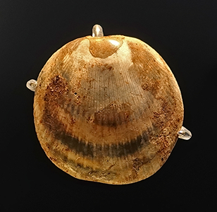 shell