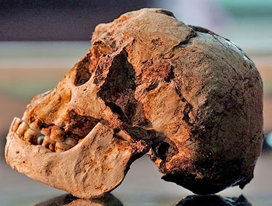 Homo floresiensis