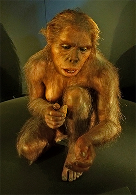 Homo habilis