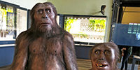 homininoverview