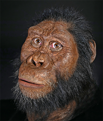 Australopithecus anamensis