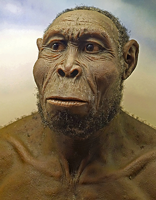 rudolfensis