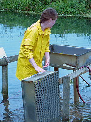 sieving 